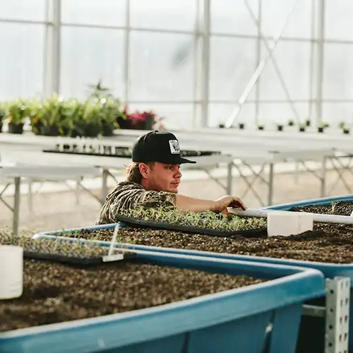 SHSU Student working in the Gibbs Ranch Greenhouse