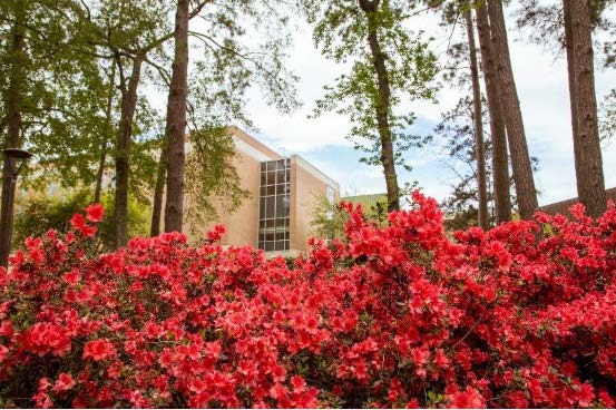 ​​The Smith-Hutson building framed by blooming red azaleas and green trees on a bright spring day.​ 
