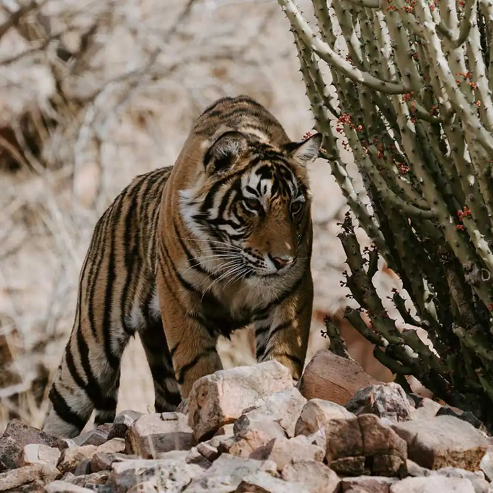 tiger behind cactus looking at prey